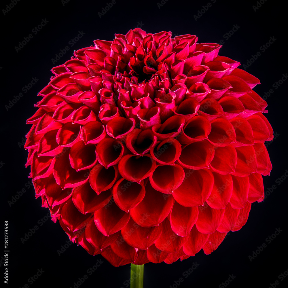 Red Dahlia, National flower of Mexico Stock-bilde | Adobe Stock