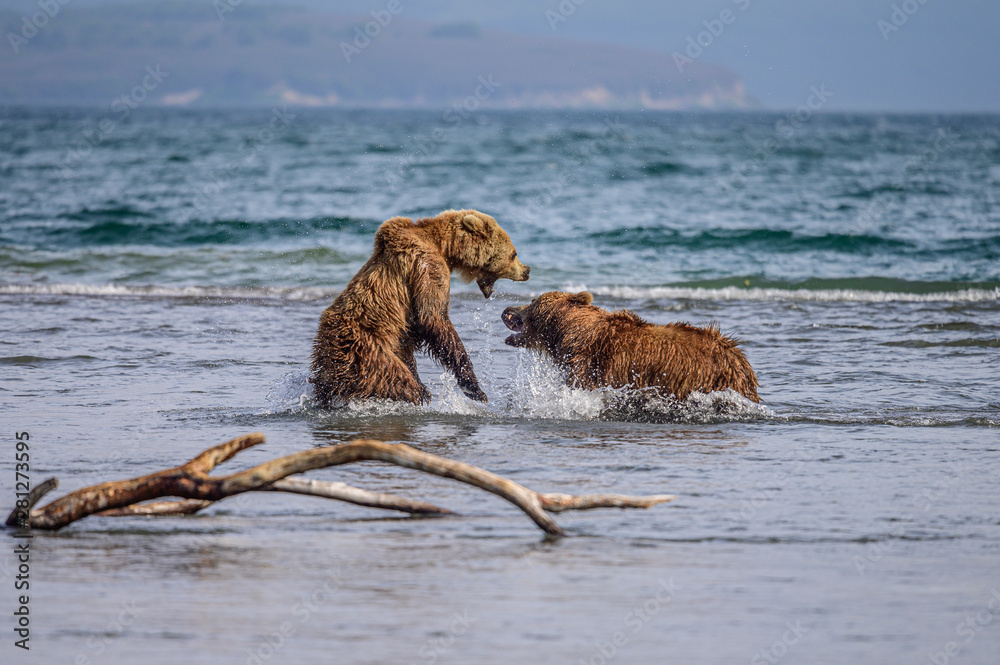 Ruling the landscape, brown bears of Kamchatka (Ursus arctos beringianus) Ruling the landscape, brown bears of Kamchatka (Ursus arctos beringianus)