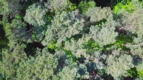drone aerial footage, top view flight over a green forest in the summer
