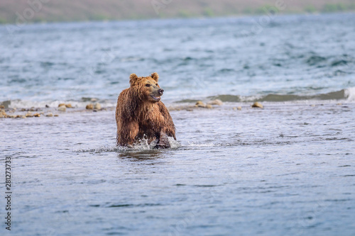 Rządząc krajobrazem, niedźwiedzie brunatne Kamczatki (Ursus arctos beringianus)