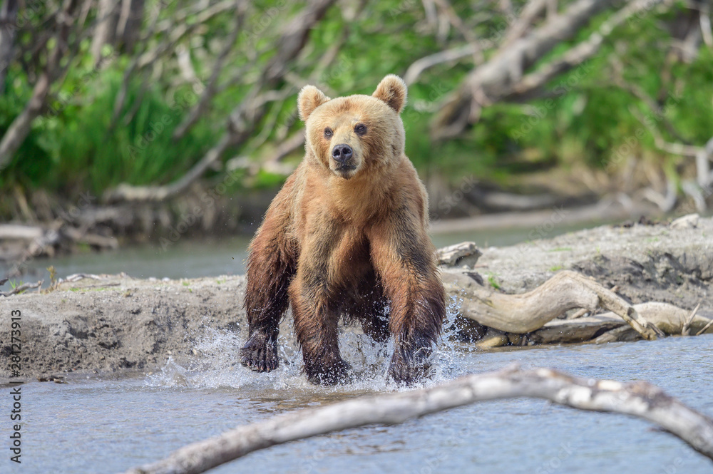 Obraz premium Ruling the landscape, brown bears of Kamchatka (Ursus arctos beringianus)