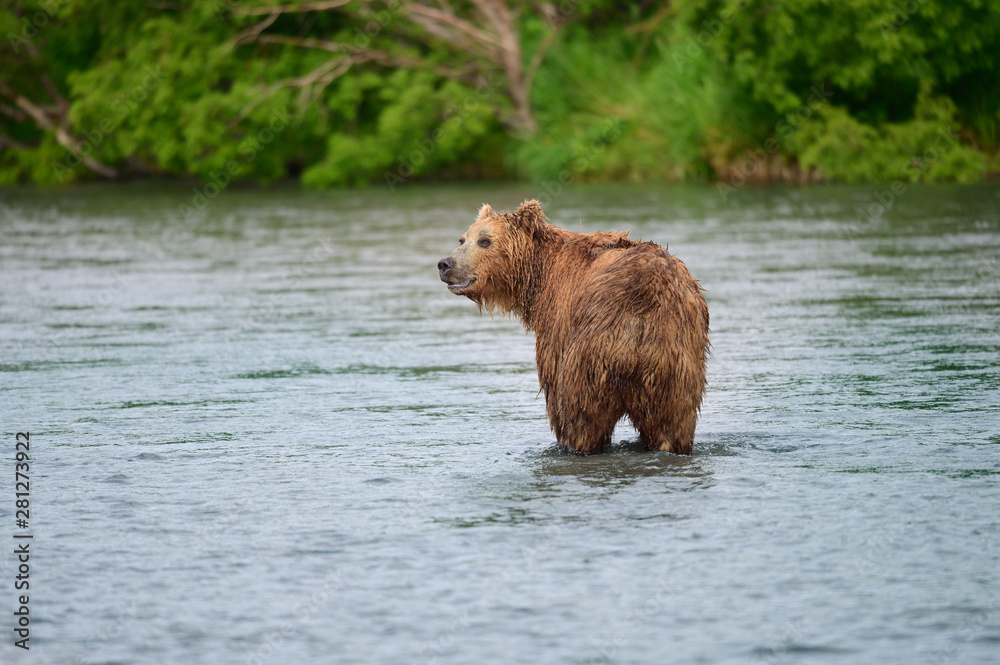 Ruling the landscape, brown bears of Kamchatka (Ursus arctos beringianus) Ruling the landscape, brown bears of Kamchatka (Ursus arctos beringianus)