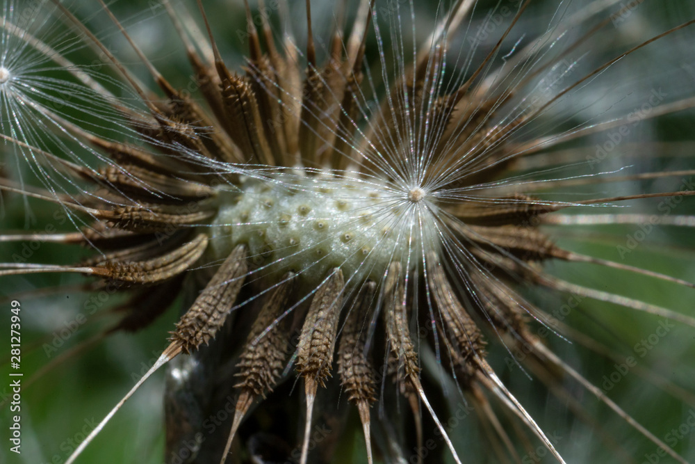 Obraz premium Macro photo of dandelion flower. Summer meadow. Close up.