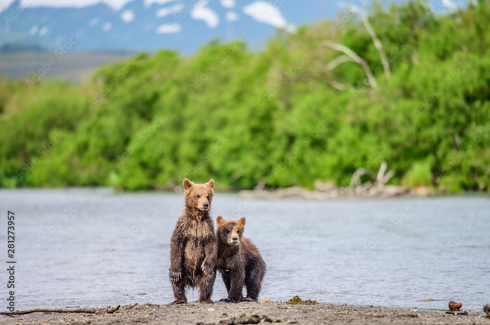 Fototapeta premium Ruling the landscape, brown bears of Kamchatka (Ursus arctos beringianus)