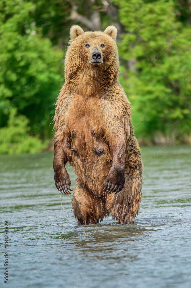 Ruling the landscape, brown bears of Kamchatka (Ursus arctos beringianus) Ruling the landscape, brown bears of Kamchatka (Ursus arctos beringianus)