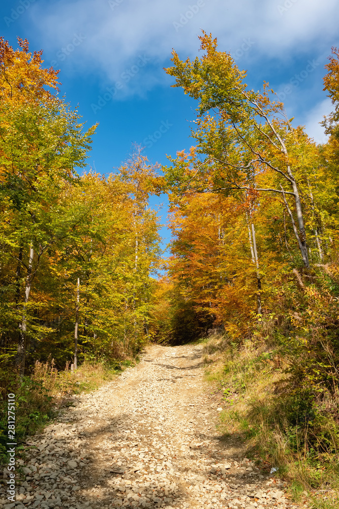 Fototapeta premium Beautiful landscape with autumn trees in Carpathian mountains, Ukraine