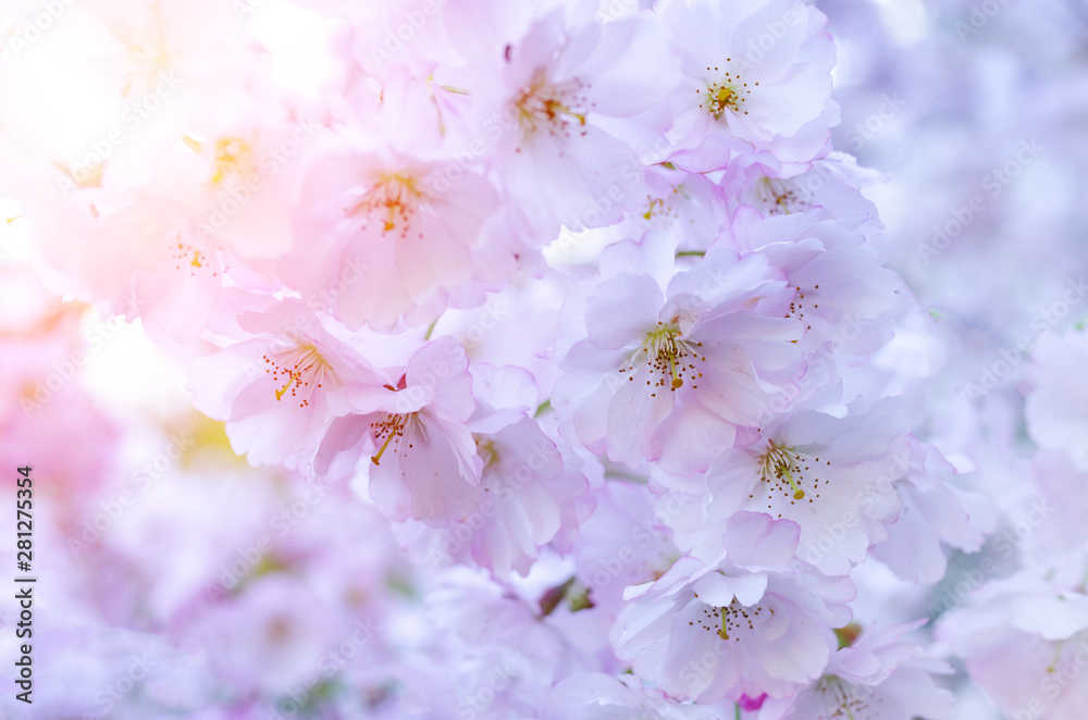 Branches of blossoming Japanese cherry sakura.