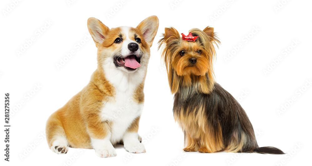 dog breed Yorkshire terrier and welsh corgi on a white background