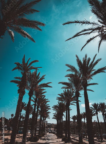 Palm in Israel