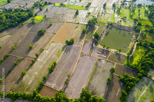 Aerial view of agriculture in rice fields to prepare planting.