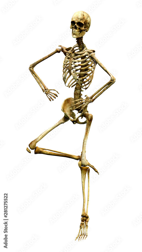 3D Rendering Human Skeleton on White
