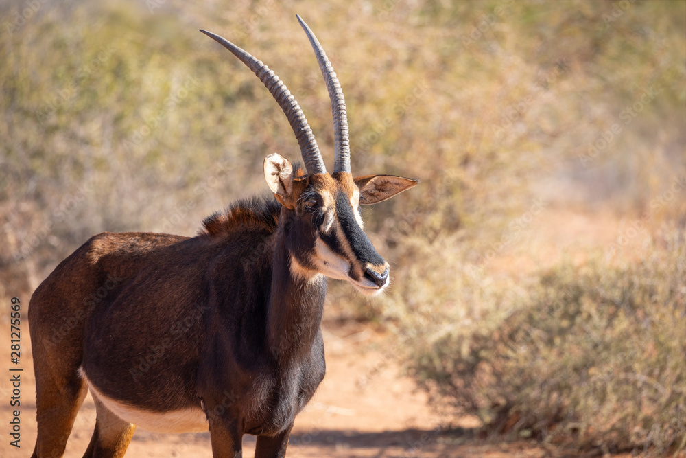Portrait of a rare young male sable antelope. Okonjima, Namibia. Portrait of a rare young male sable antelope. Okonjima, Namibia.