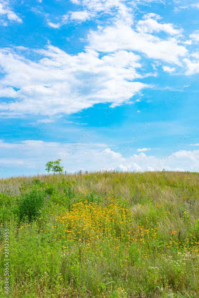 Fototapeta premium Hill with Native Plants at Northerly Island in Chicago during the Summer