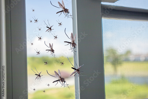 Many mosquitoes flying in to the house while insect net was opened © Piman Khrutmuang