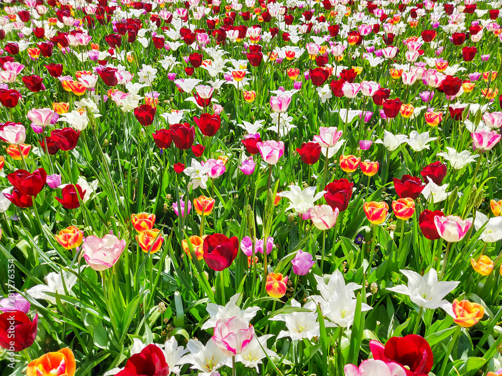 Colorful red, yellow  and white tulips flowers field, natural spring background.