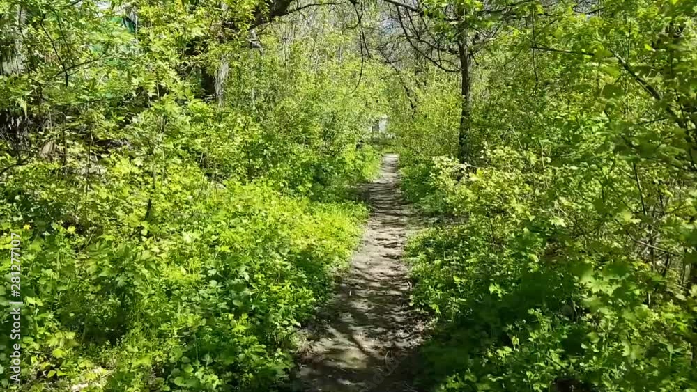 Moving forward, walk in the thicket of the forest or park along the path Moving forward, walk in the thicket of the forest or park along the path
