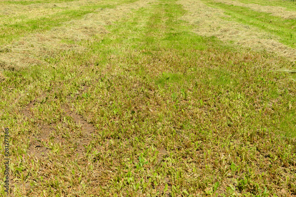 A field with freshly cut grass on a sunny summer day A field with freshly cut grass on a sunny summer day