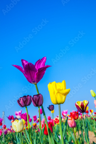 field with blooming colorful tulips