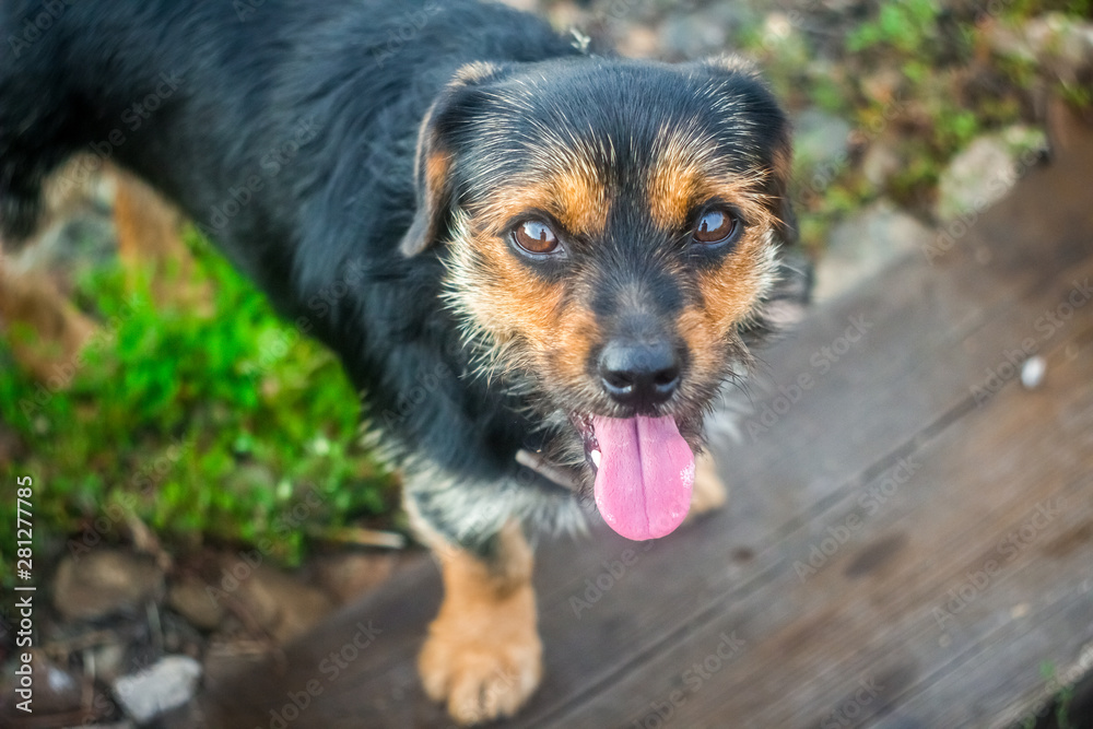 portrait of dog