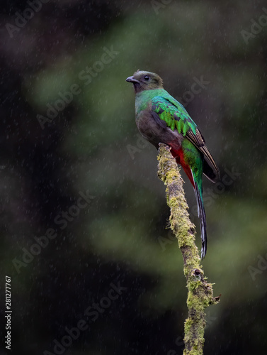 Quetzal in Costa Rica  © Harry Collins