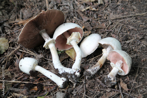 Agaricus xanthodermus or Yellow-staining mushroom. July, Belarus photo