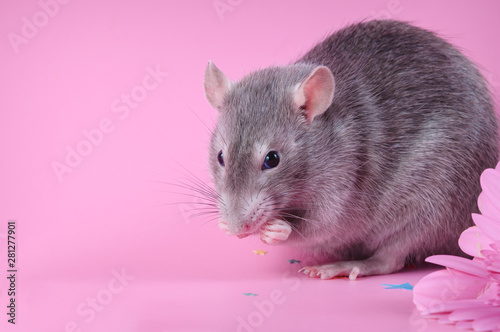 Cute blue rat with black eyes washes his face with his hands on a pink background