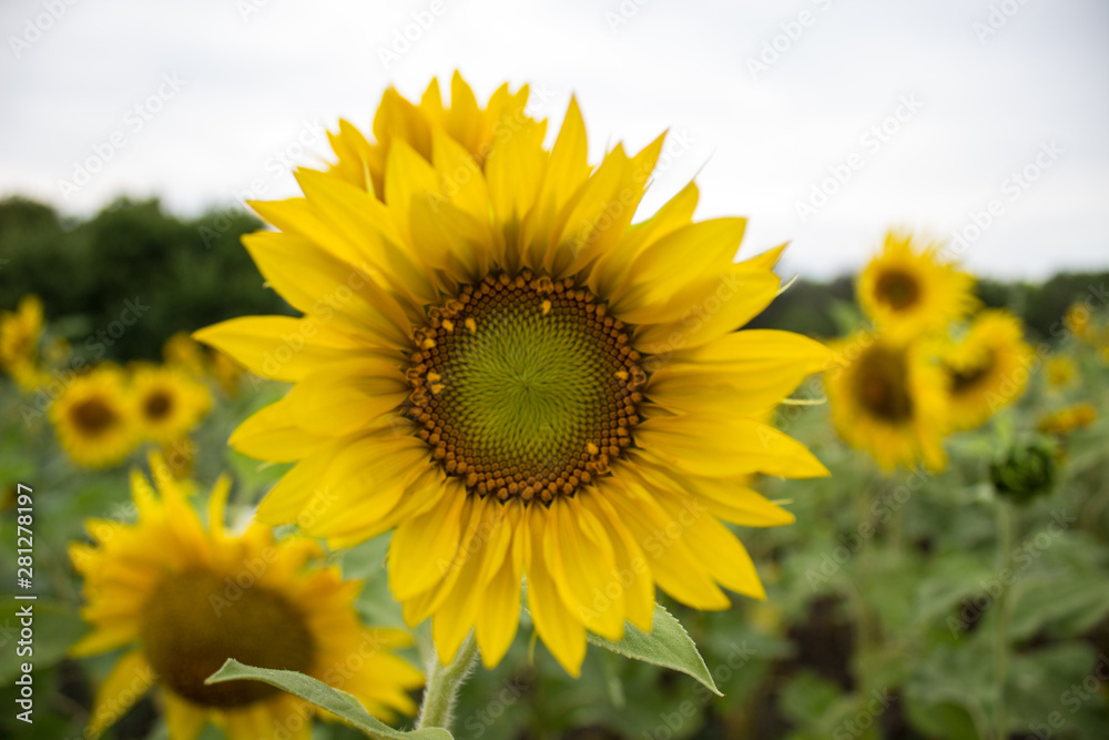  Yellow sunflower with long petals in the field close-up