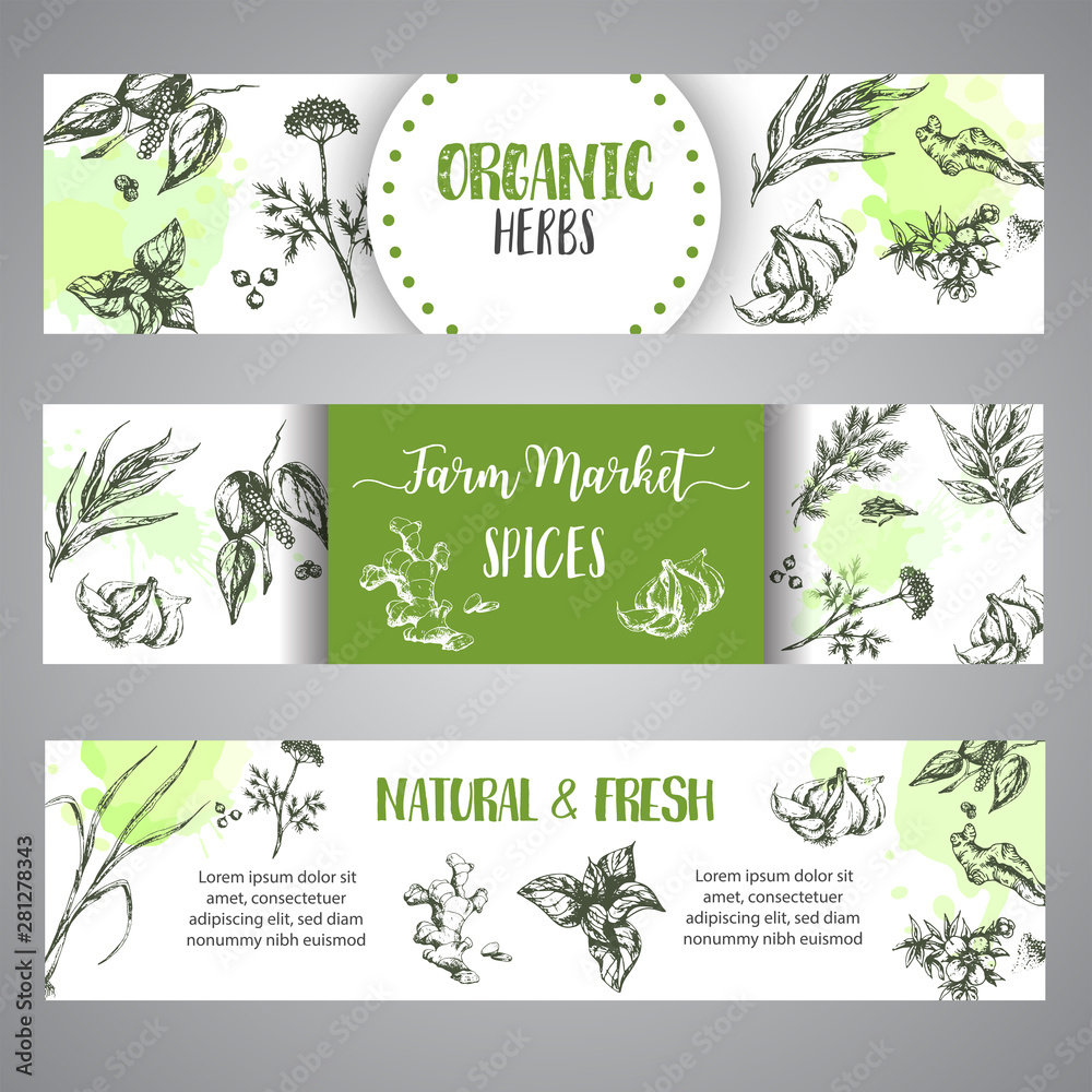 Spices and herbs banners set. Sketch with hand drawn plants. Herbal vector illustration Natural organic spice poster. Dill, garlic, ginger and oregano