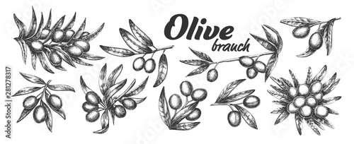 Fototapeta Naklejka Na Ścianę i Meble -  Assortment Different Olive Branch Set Ink Vector. Collection Natural Olive Branch With Leaves And Berries Concept. Designed Farming Agricultural Tree Template Black And White Illustrations