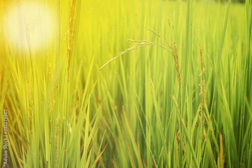 Obraz premium Ear of rice in the field with blurred leaf of rice
