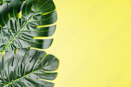 Flatlay composition of giant monstera leaves against light green background, tropical concept, copy space for text