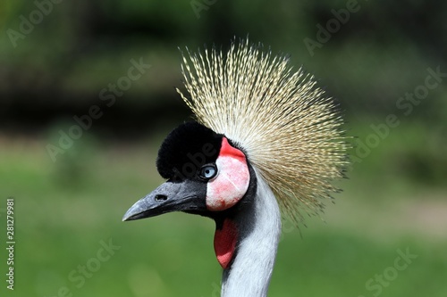 Black crowned crane Portrait - Germany