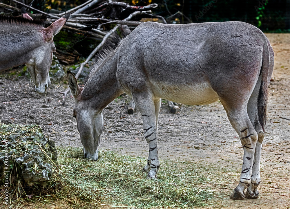 African wild donkey in its enclosure. Latin name - Equus africanus African wild donkey in its enclosure. Latin name - Equus africanus