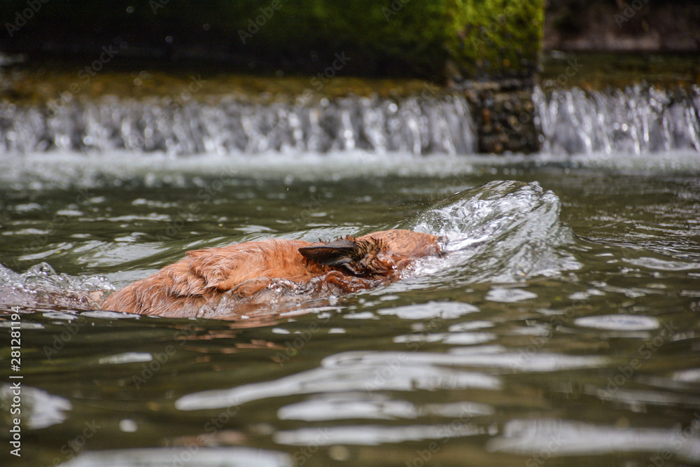 Fototapeta premium dog in the water