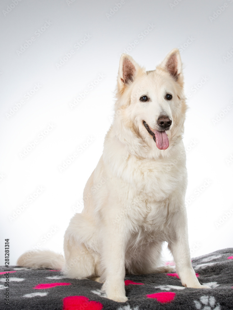 White shepherd dog portrait. Image taken in a studio with white background. White shepherd dog portrait. Image taken in a studio with white background.