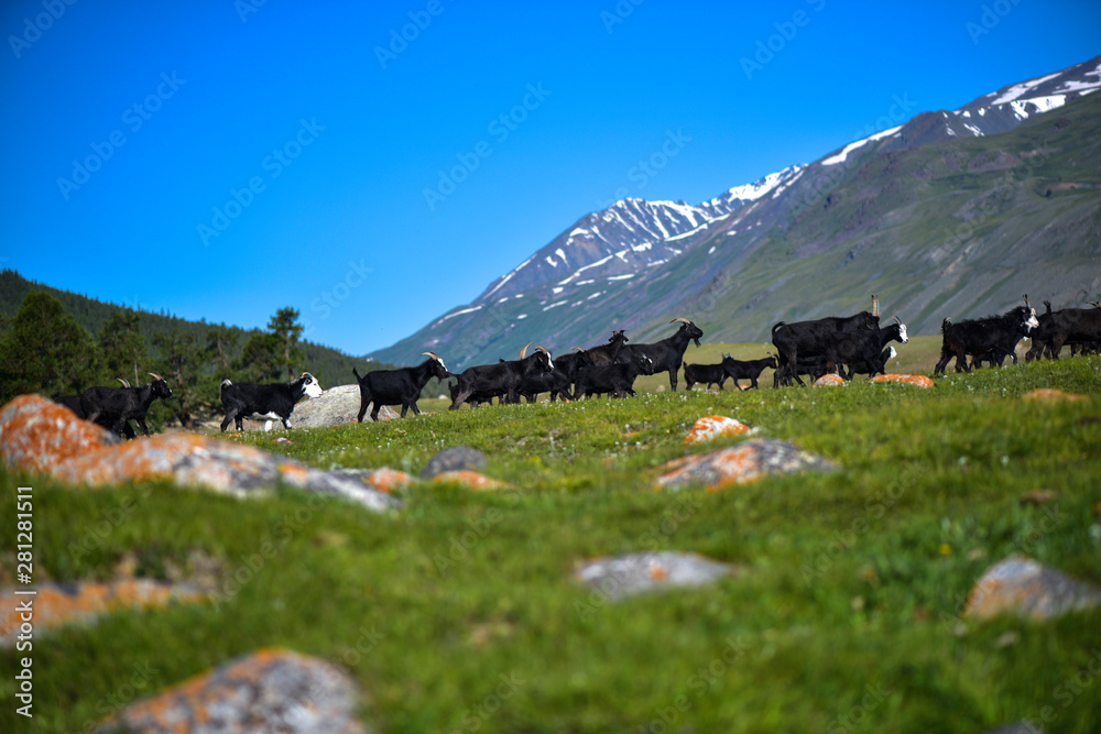Fototapeta premium Landscape taken from Lake Khoton near the Altai Mountains in Mongolia.