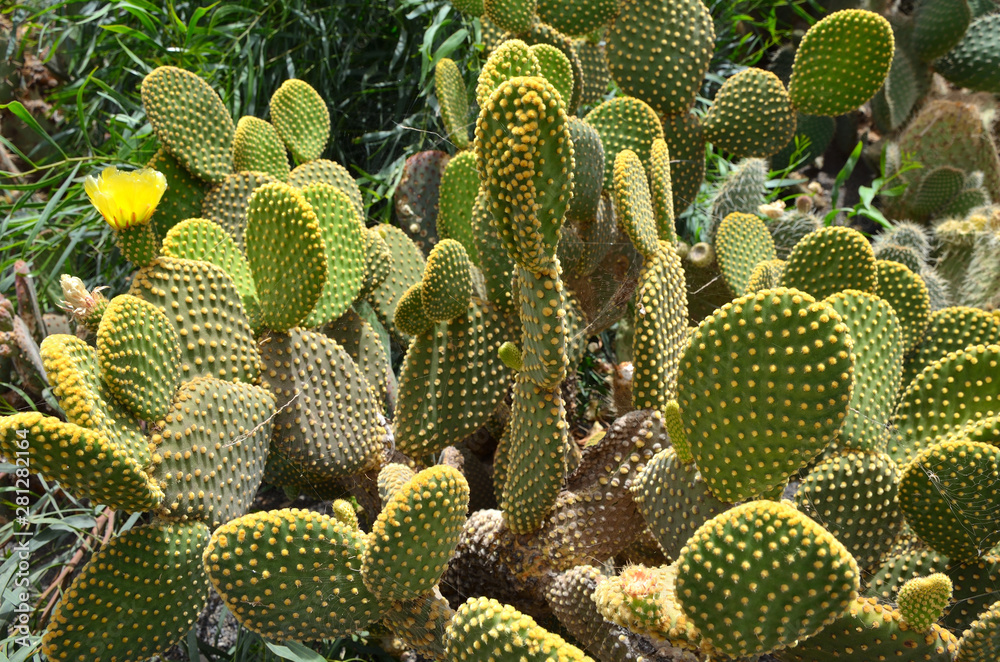 Big Green Cactus with Red Thorns Big Green Cactus with Red Thorns
