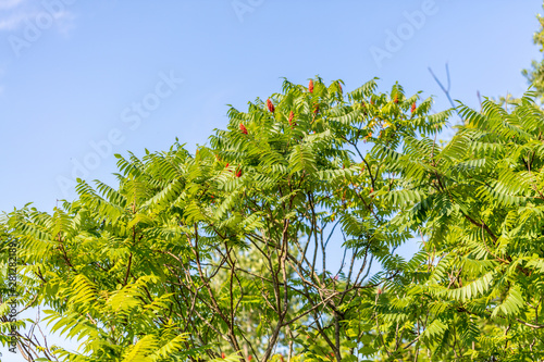 Sumac Tree with Sky