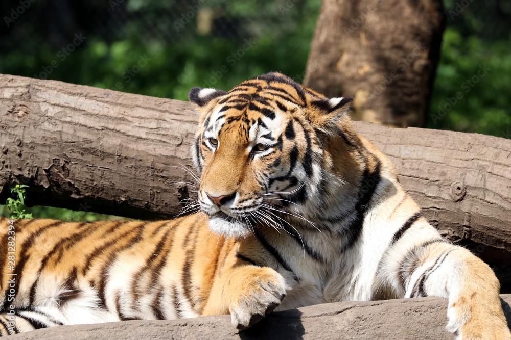 Beautiful Tiger in the Sun Beautiful Tiger in the Sun
