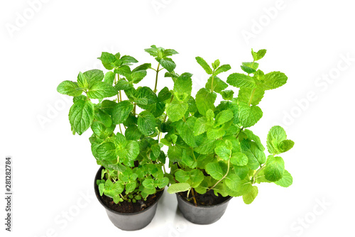 Fresh mint in a pot isolated on white background.