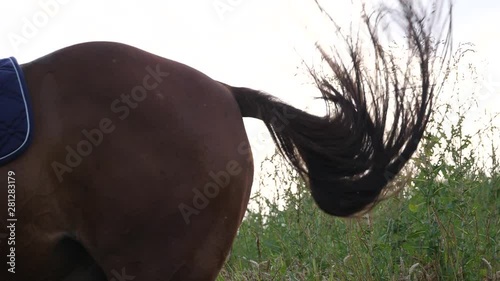 tail of a horse on nature