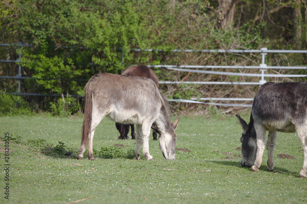 Three domestic donkeys grazing on a green field Three domestic donkeys grazing on a green field