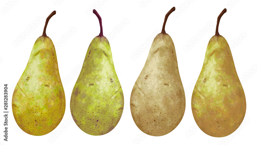 Vector set of hand-drawn juicy, delicious rich soft pears conference, with highlights, with a beautiful brown sprig. Realistic, like paint. Ripe, tasty pears isolated on white. The harvest different Vector set of hand-drawn juicy, delicious rich soft pears conference, with highlights, with a beautiful brown sprig. Realistic, like paint. Ripe, tasty pears isolated on white. The harvest different