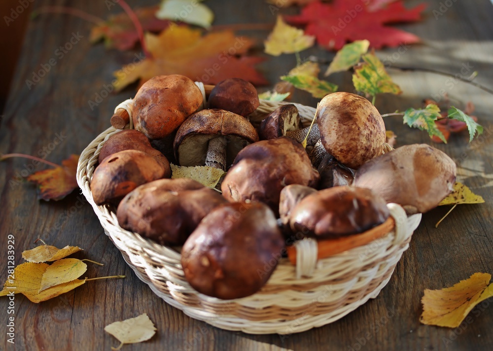 Forest mushrooms of the boletus (Leccinum) and autumn leaves on a wooden table. country style Forest mushrooms of the boletus (Leccinum) and autumn leaves on a wooden table. country style