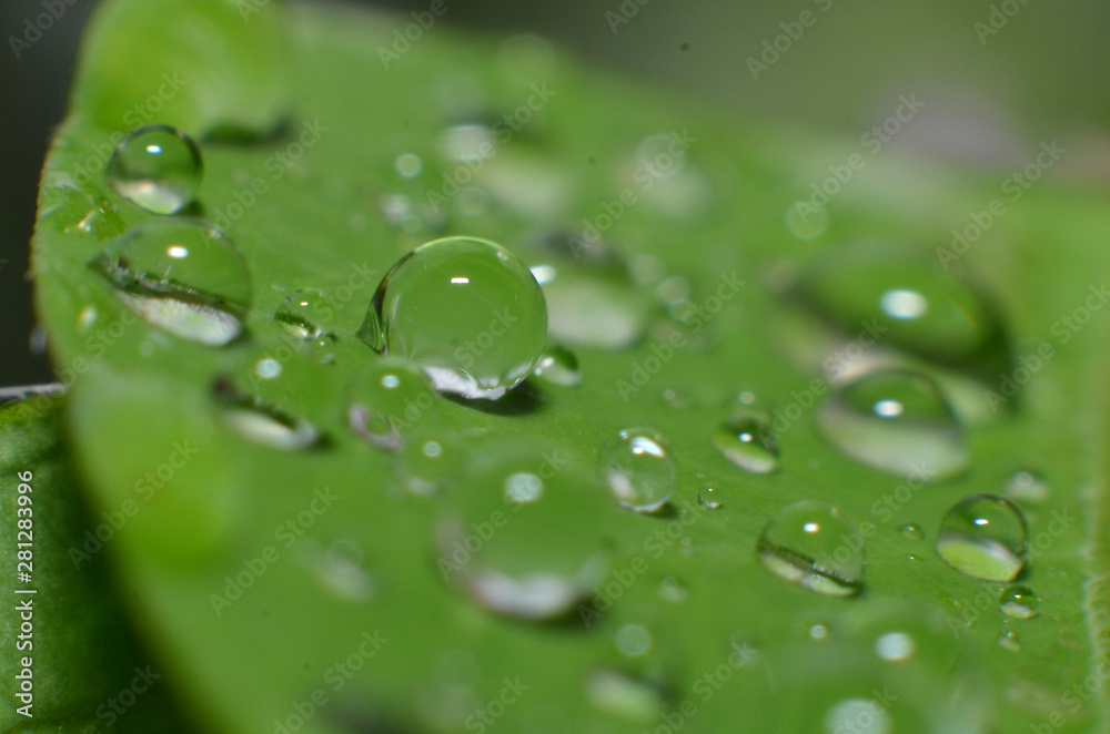 The rest of the morning dew is clear The rest of the morning dew is clear