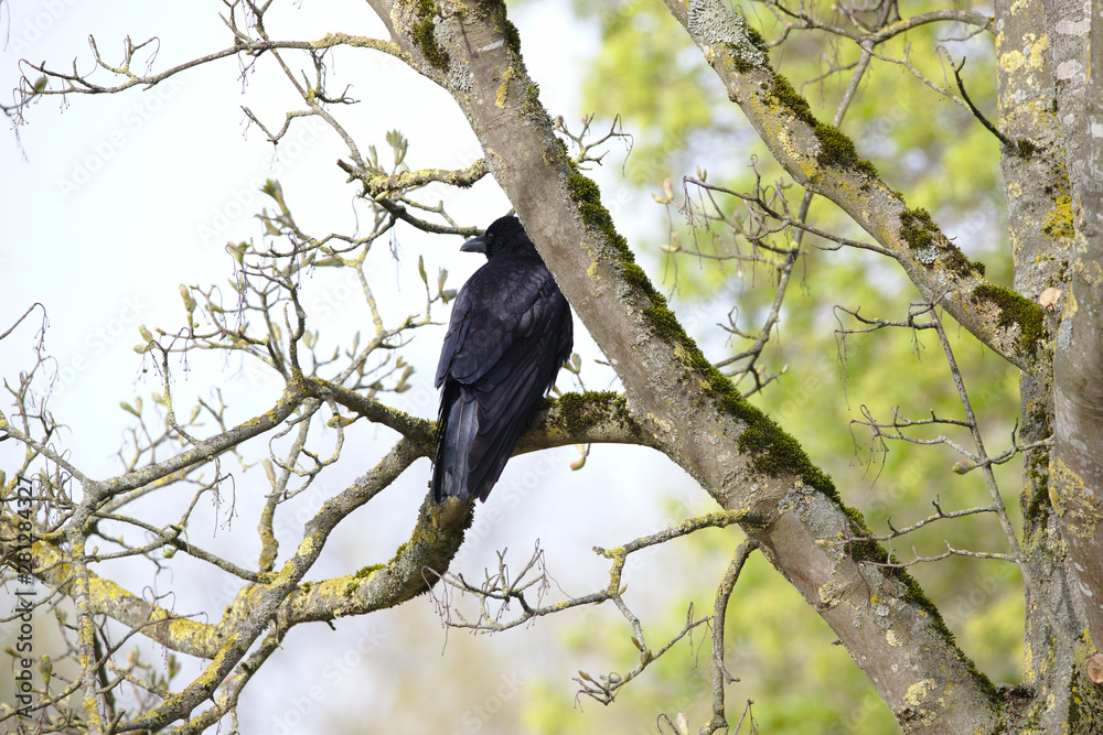 Raven (Corvus corax) sitting in a tree