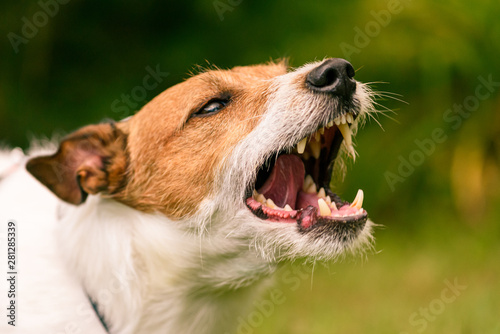 Head of angry scary dog barking and snarling to guard its territory