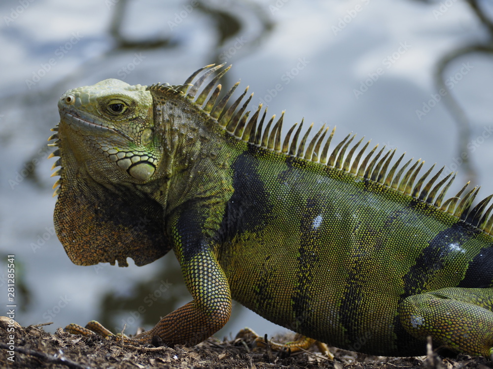 Obraz premium Big Green Iguana