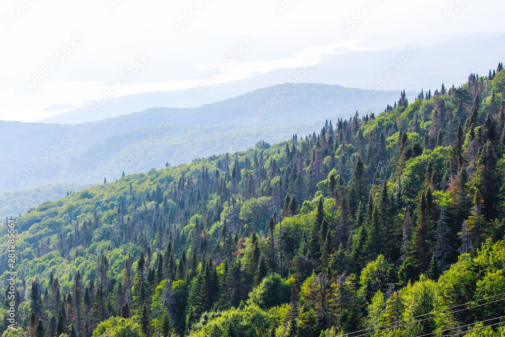 Green maple forest in summer, Mont-Tremblant, Quebec, Canada