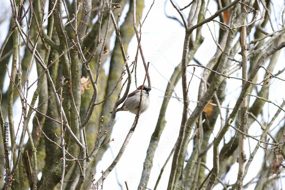 House Sparrow (Passer domesticus) in a tree House Sparrow (Passer domesticus) in a tree